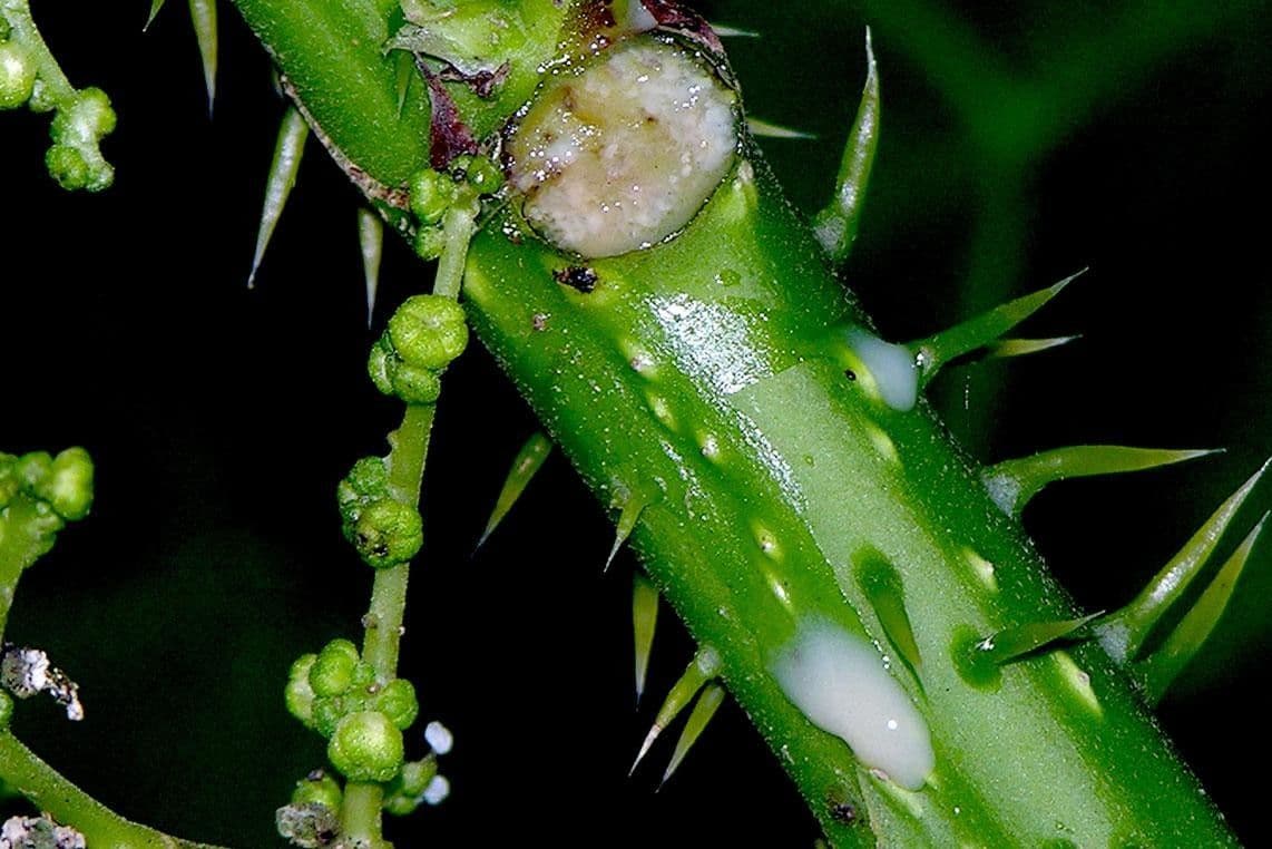 Urera