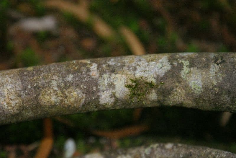 Phylica 21