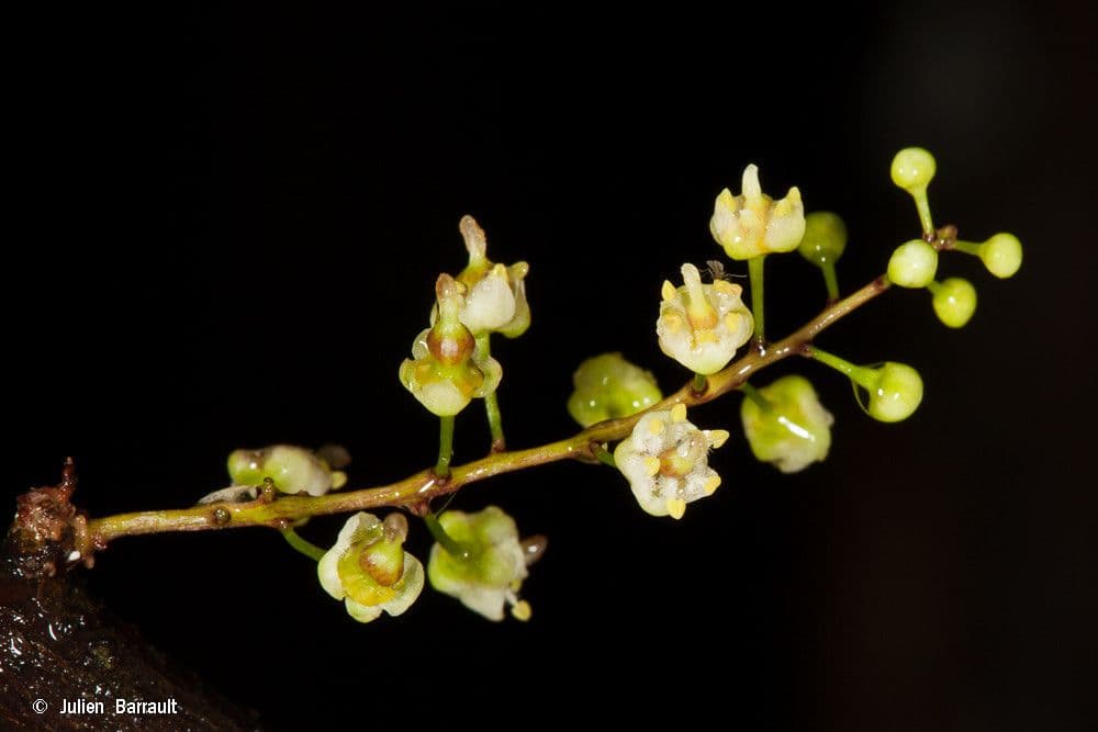 Lepidocupania 11