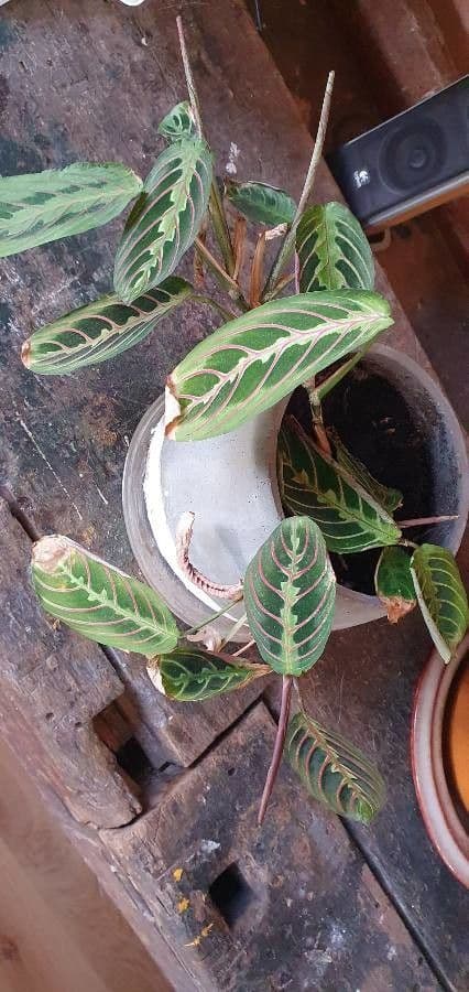 Maranta 23
