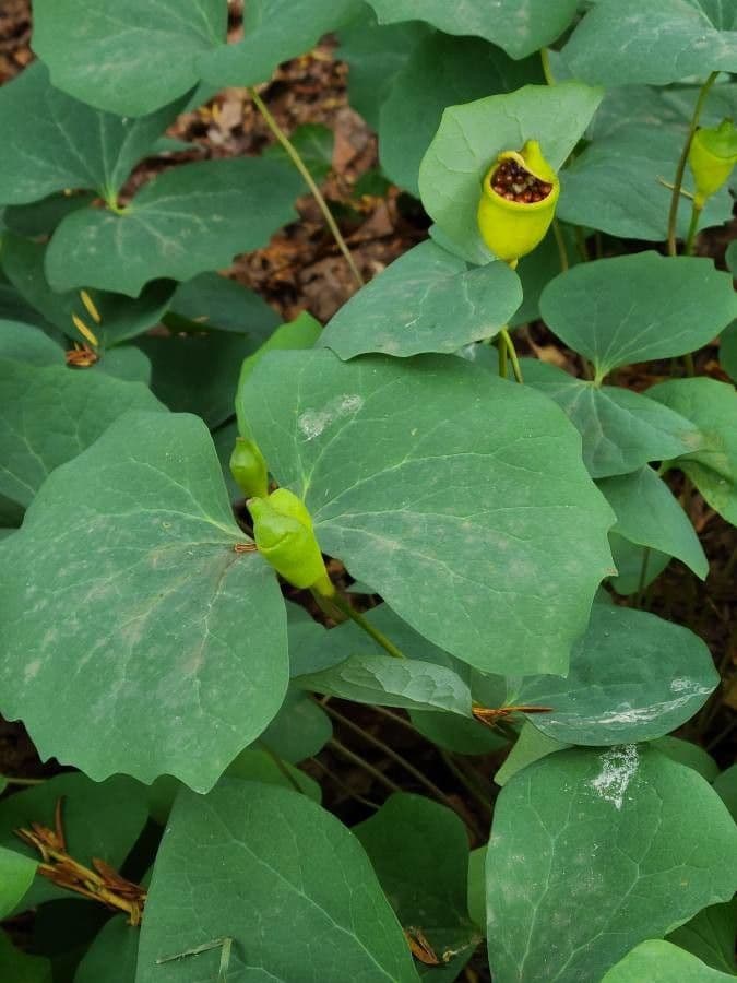 Jeffersonia diphylla 2