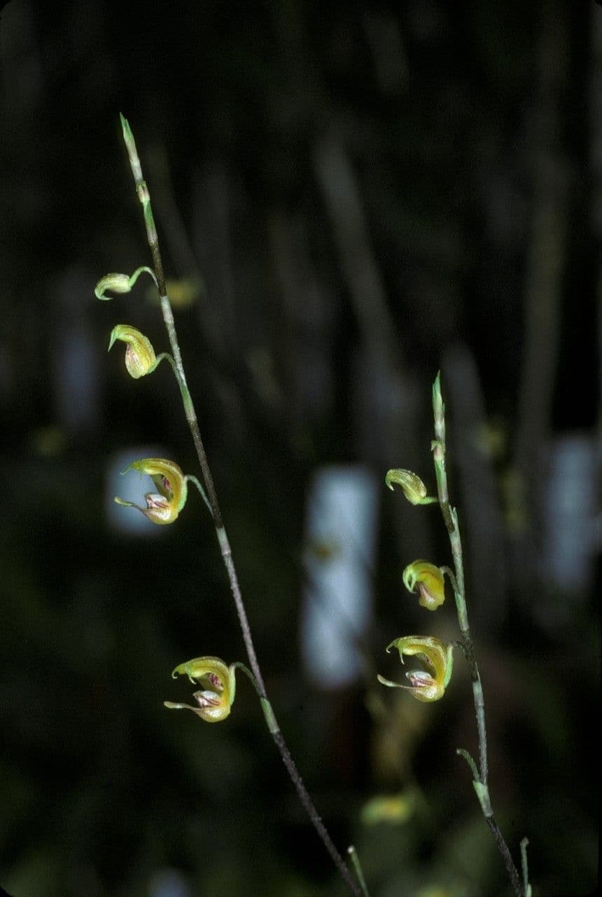 Scaphosepalum