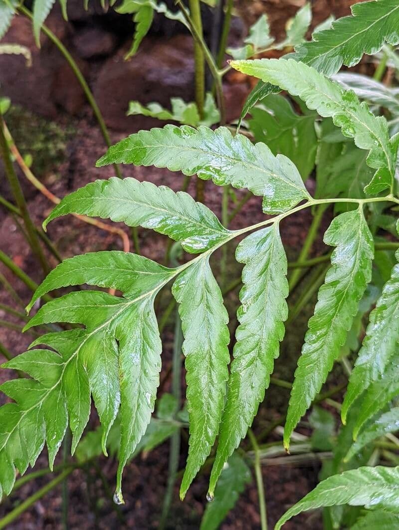 Microlepia platyphylla 7