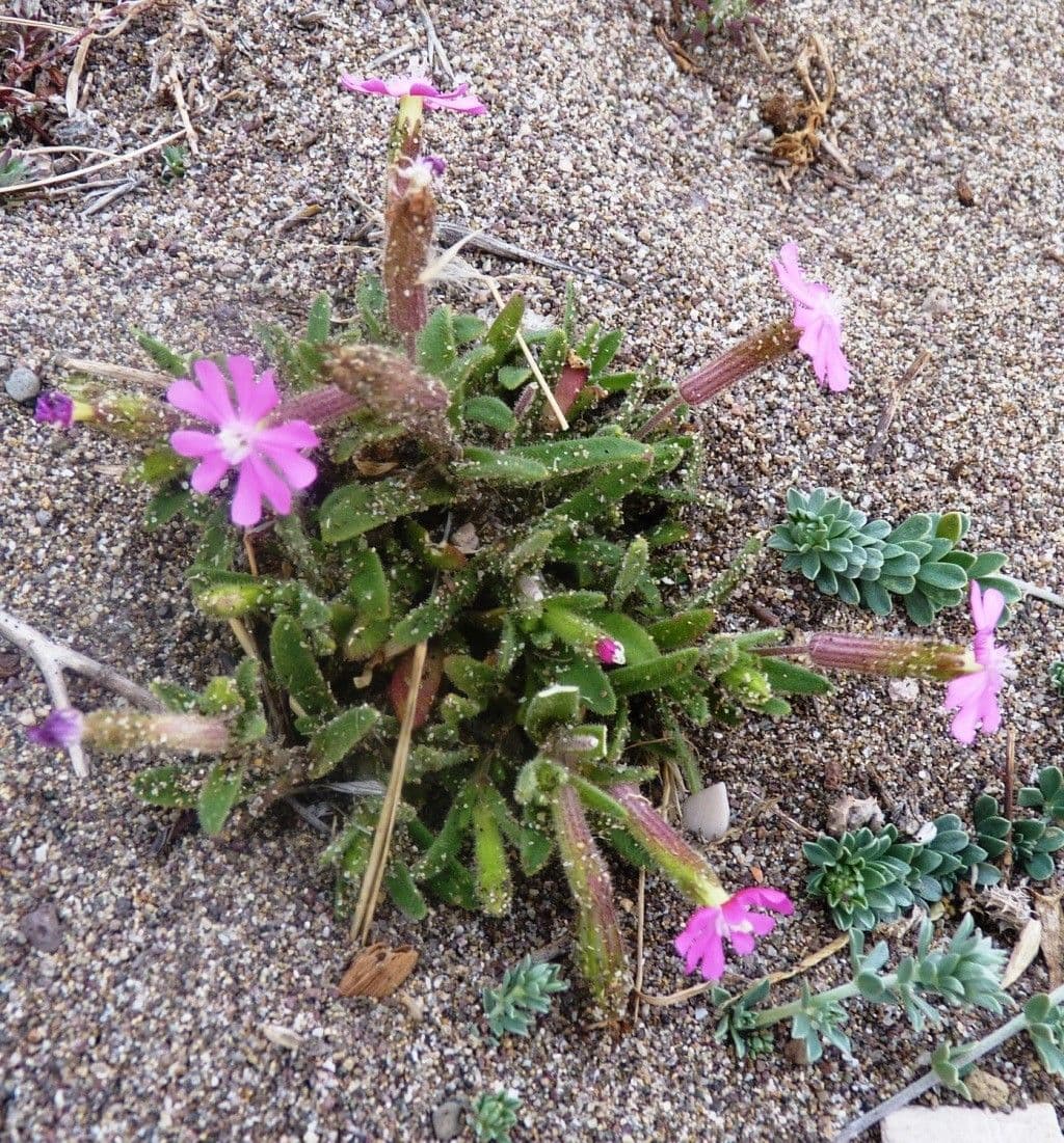 Silene littorea 7