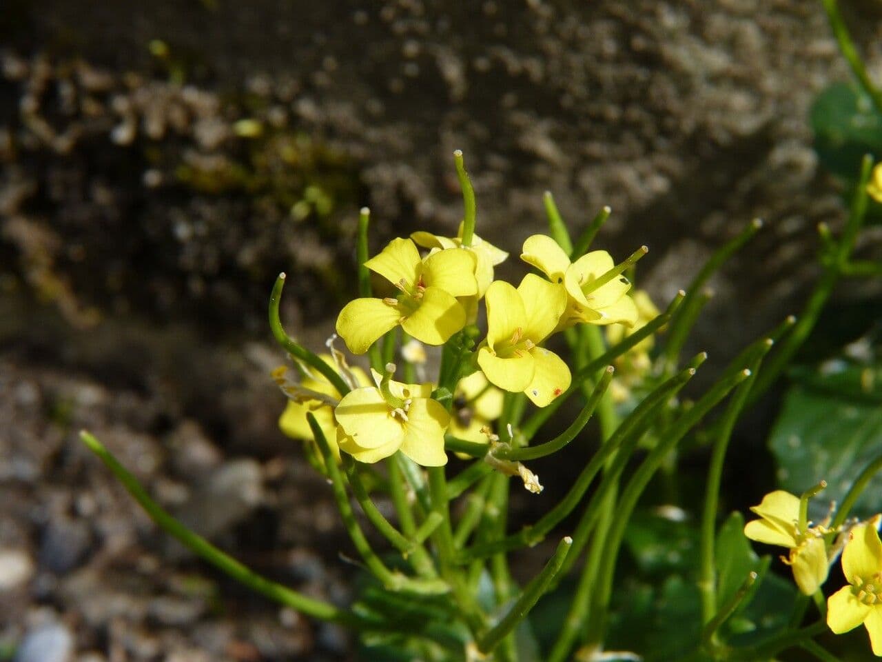 Barbareakresse 3