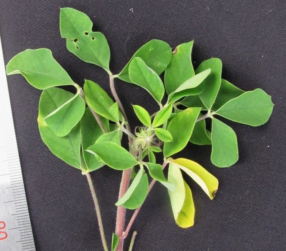Crotalaria incana 21