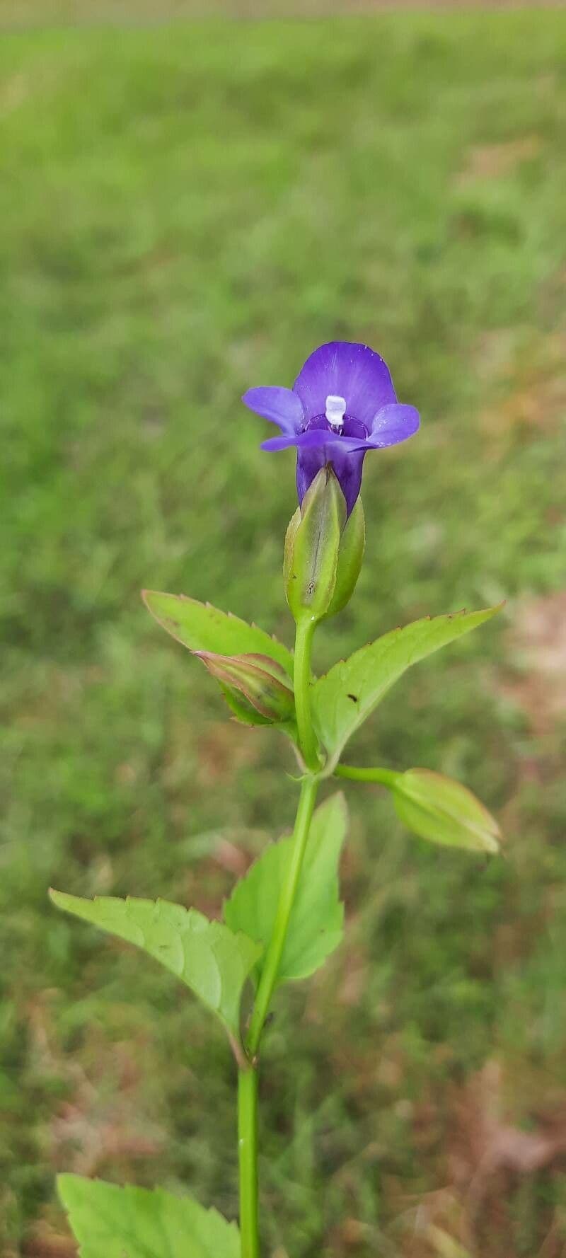 Mimulus ringens 21