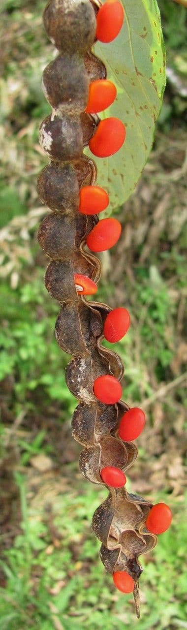 Erythrina 6