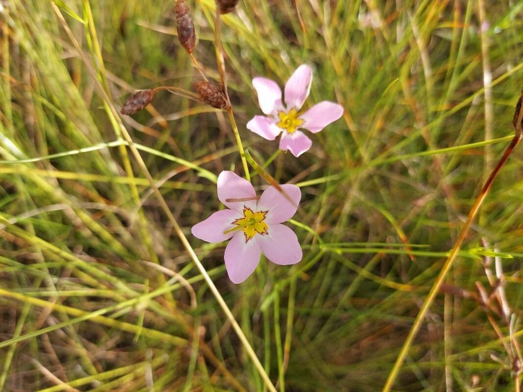 Sabatia stellare 4