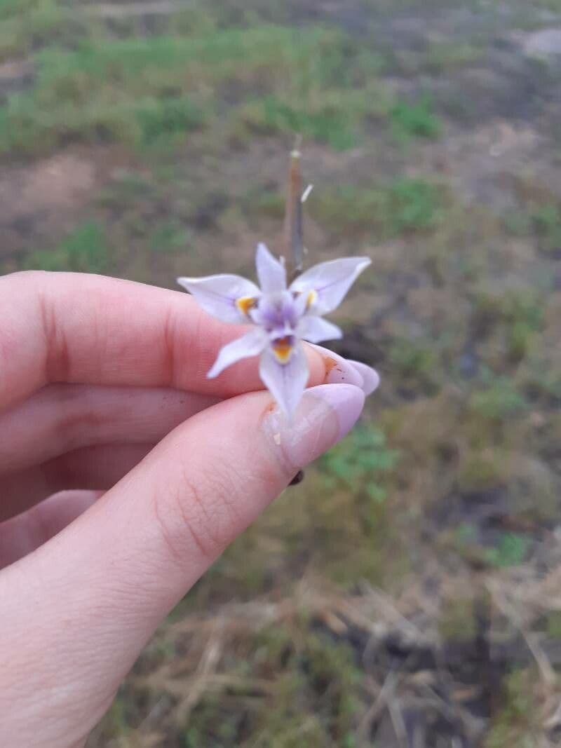 Many-flowered Moraca 2