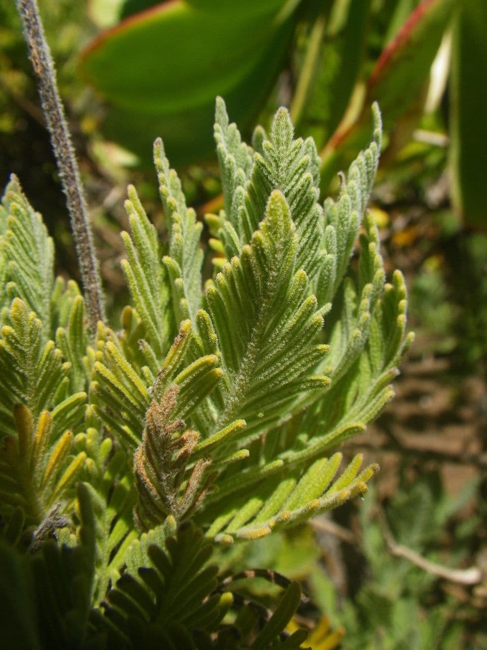 Lavanda 12