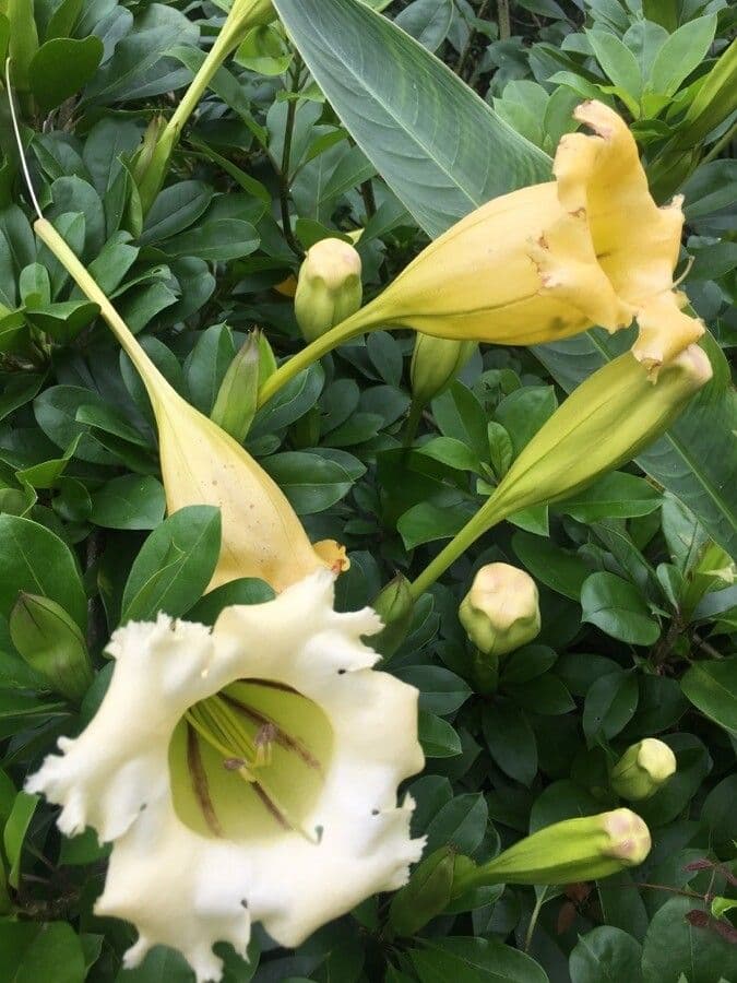 Solandra grandiflora 4