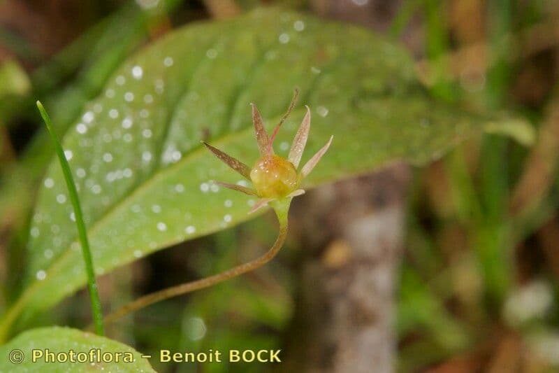 Trientalis 4