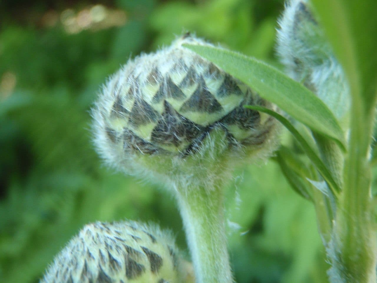 Cephalaria alpina 2