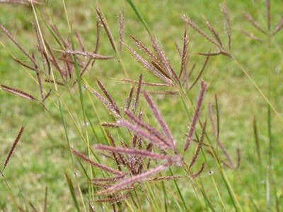Dichanthium annulatum 11