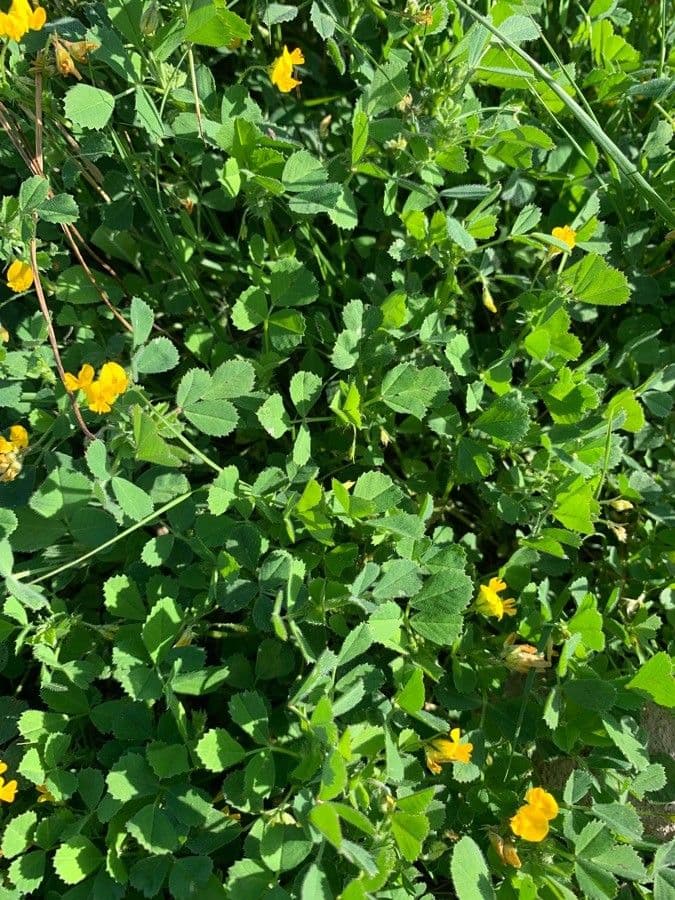Lucerna korunatá 9
