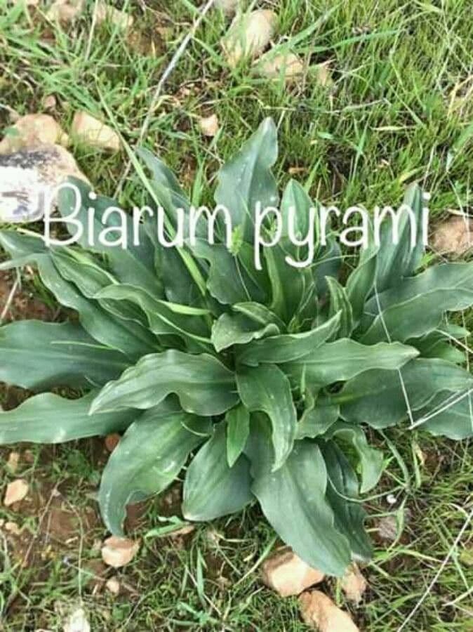 Biarum 3