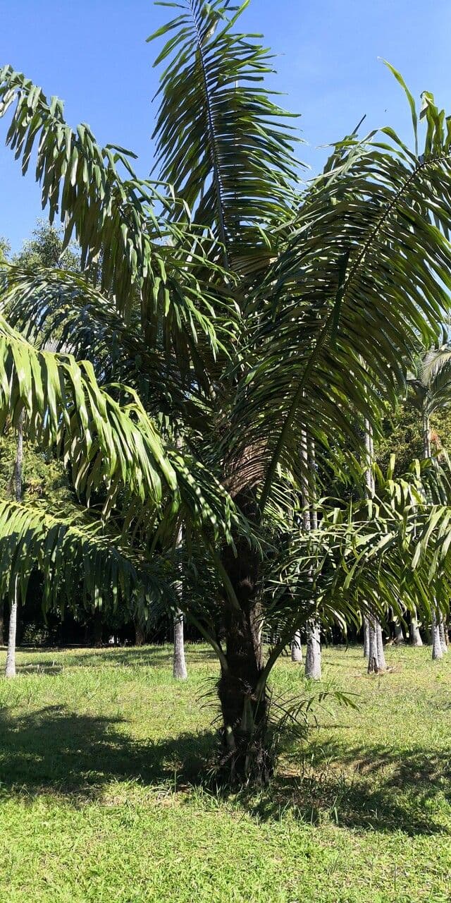 Palma olejná 14