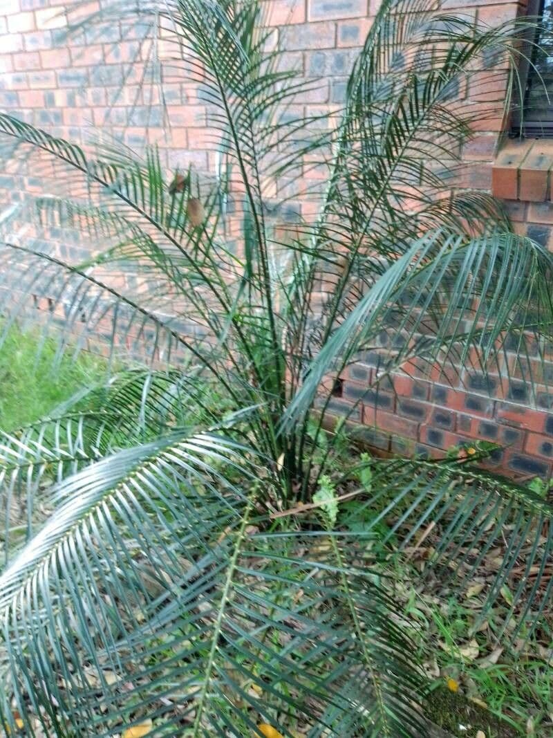Macrozamia 13