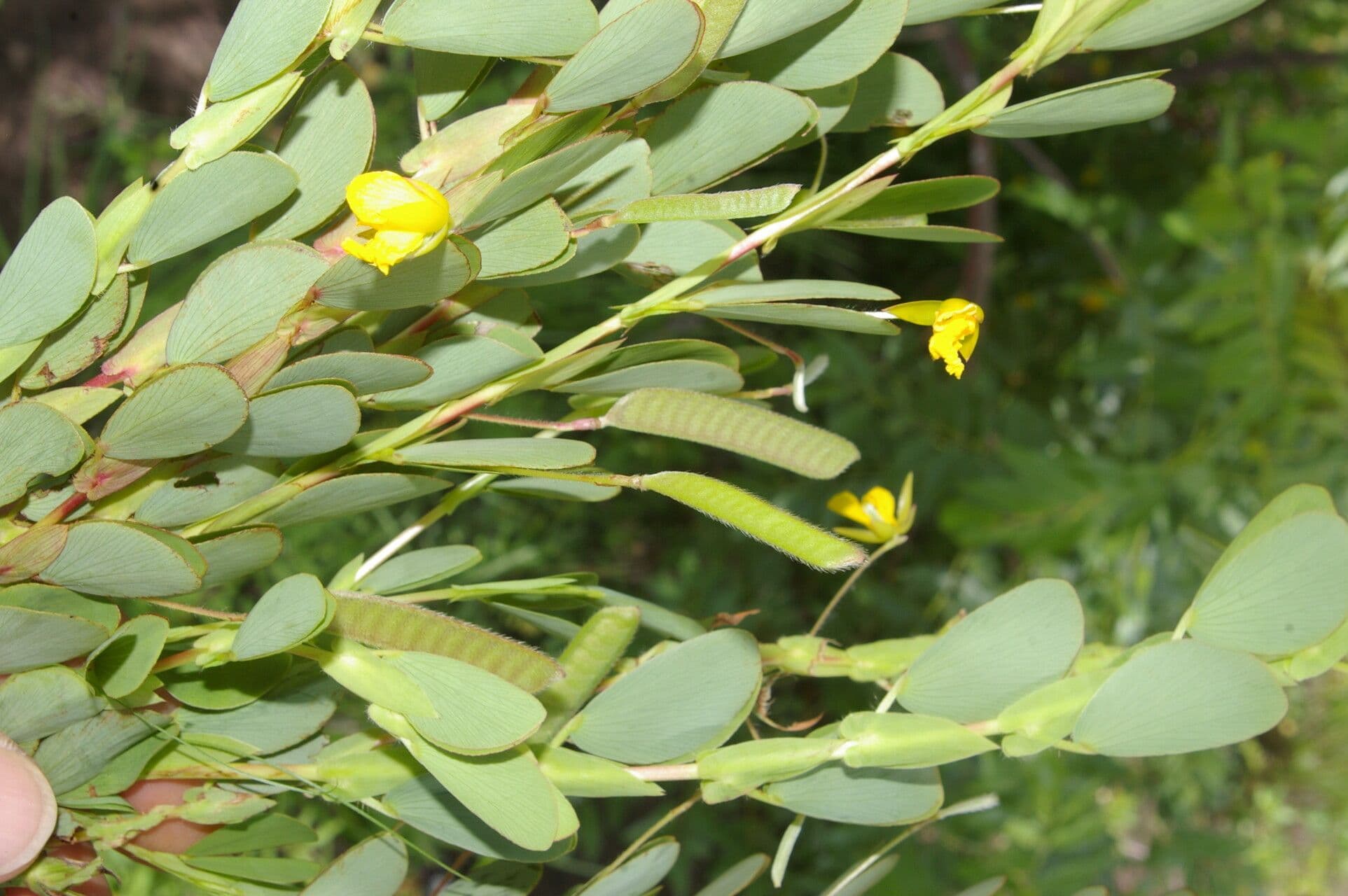 Cassia diphylla 12