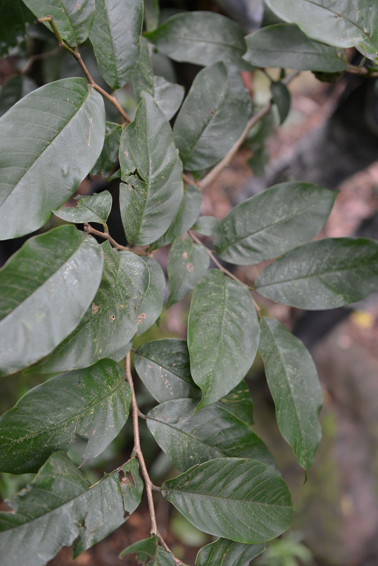 Annona 11