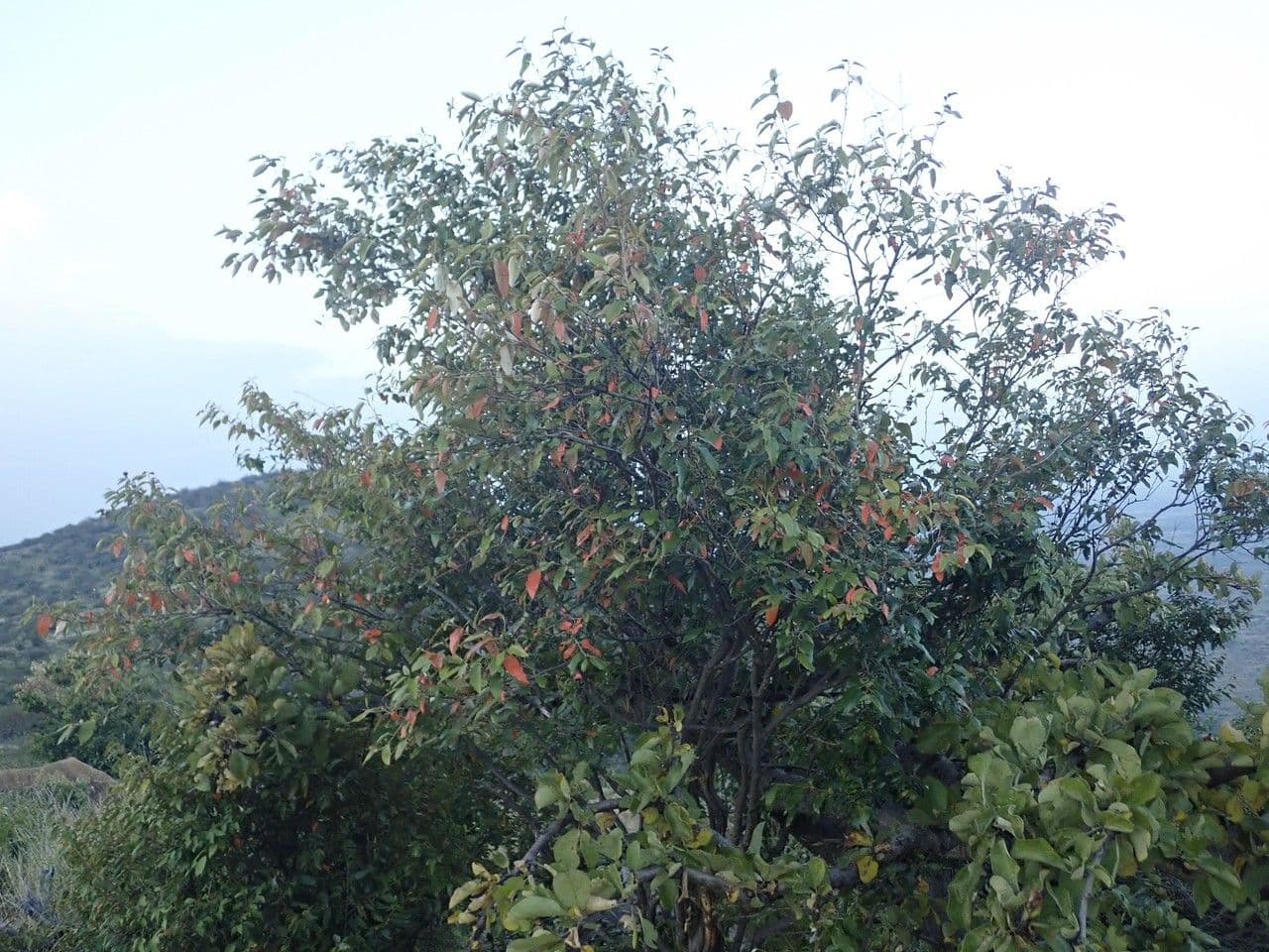Croton dicogamo 7