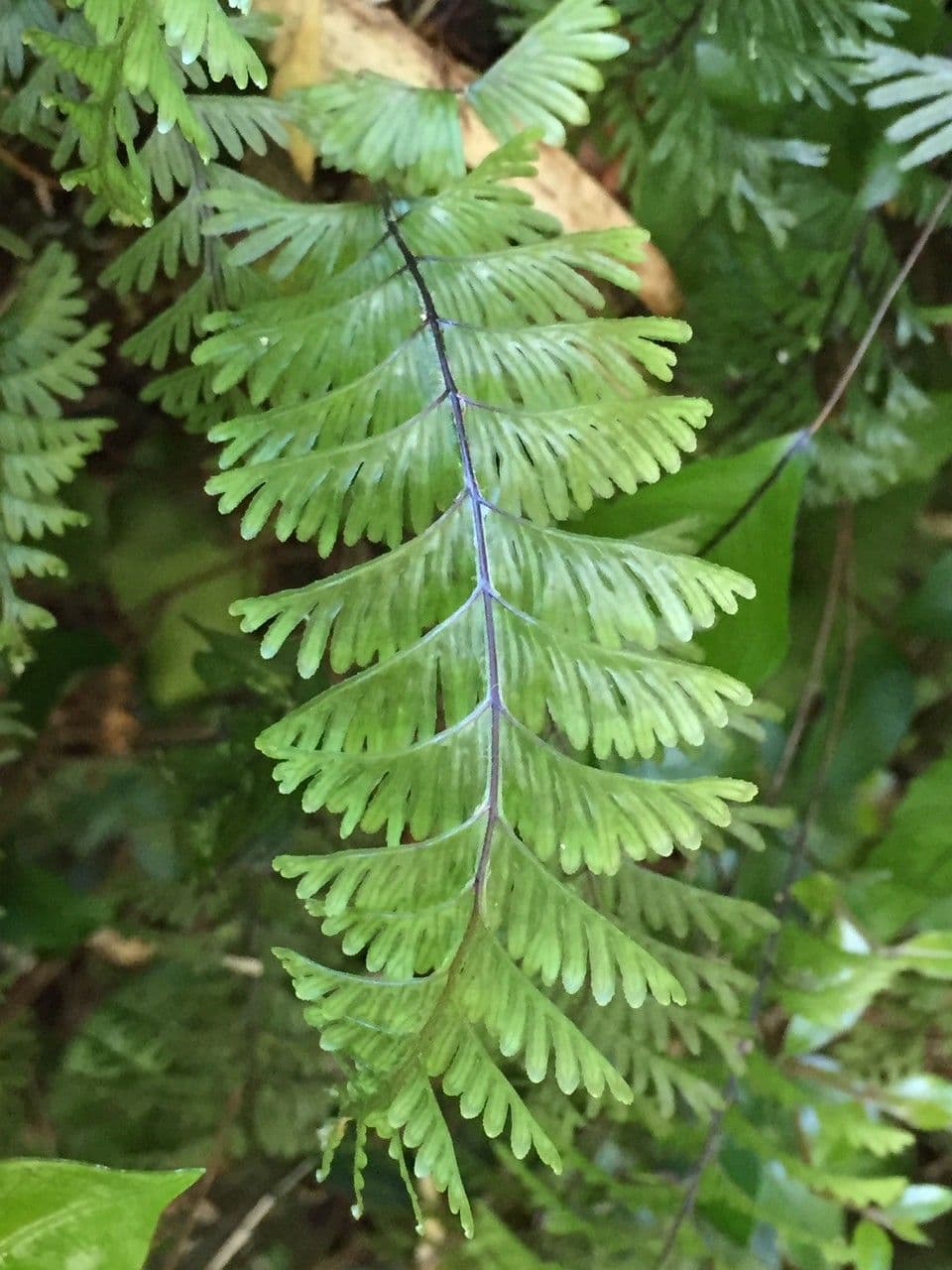 Hymenophyllum 5