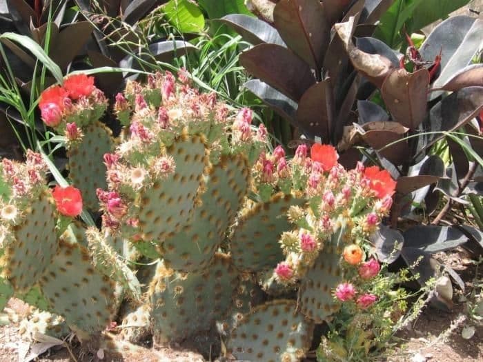 Chenille prickly-pear 11