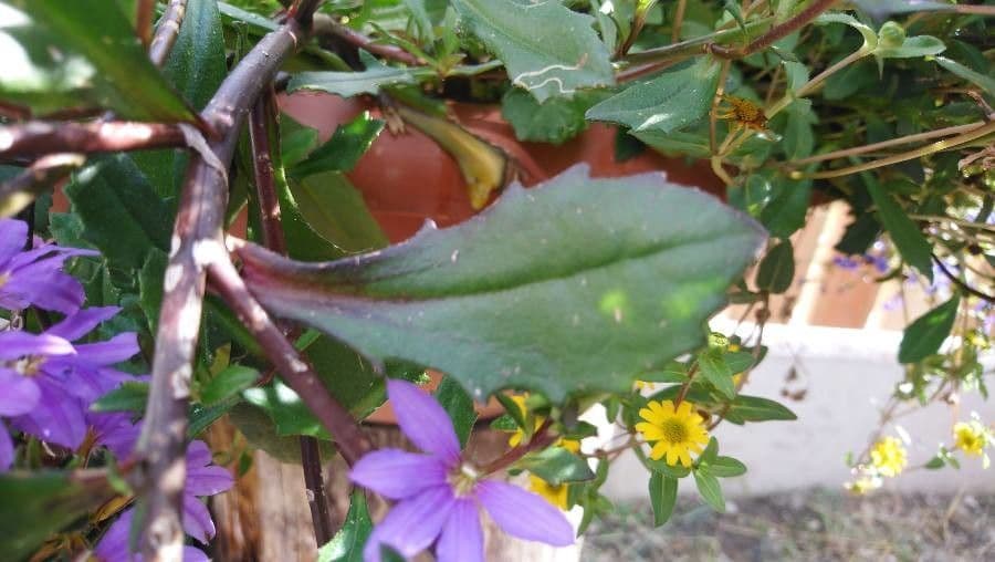 Scaevola 13