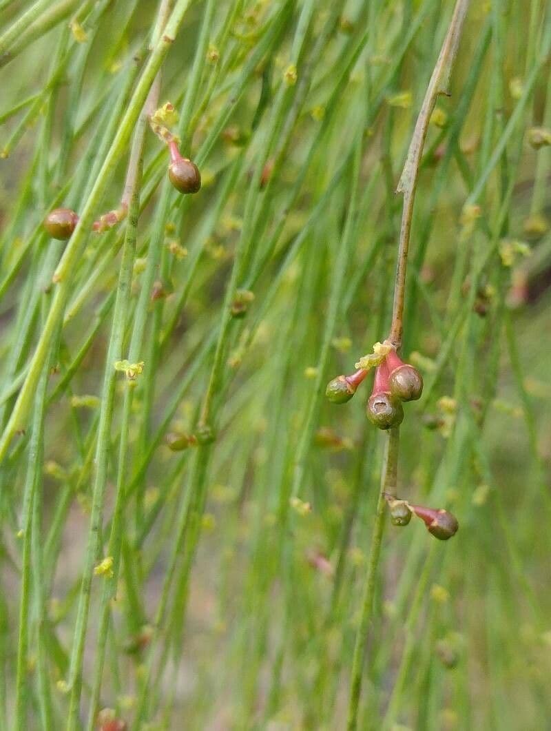 Exocarpos 5