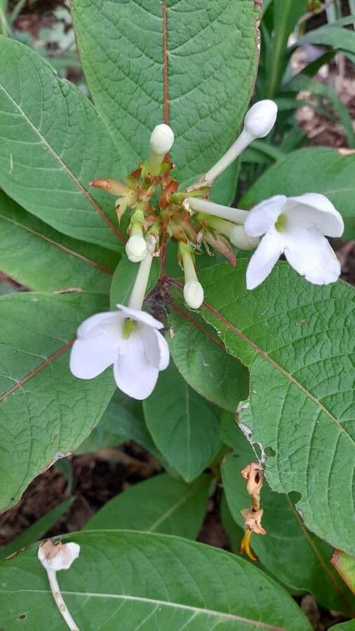 Luculia