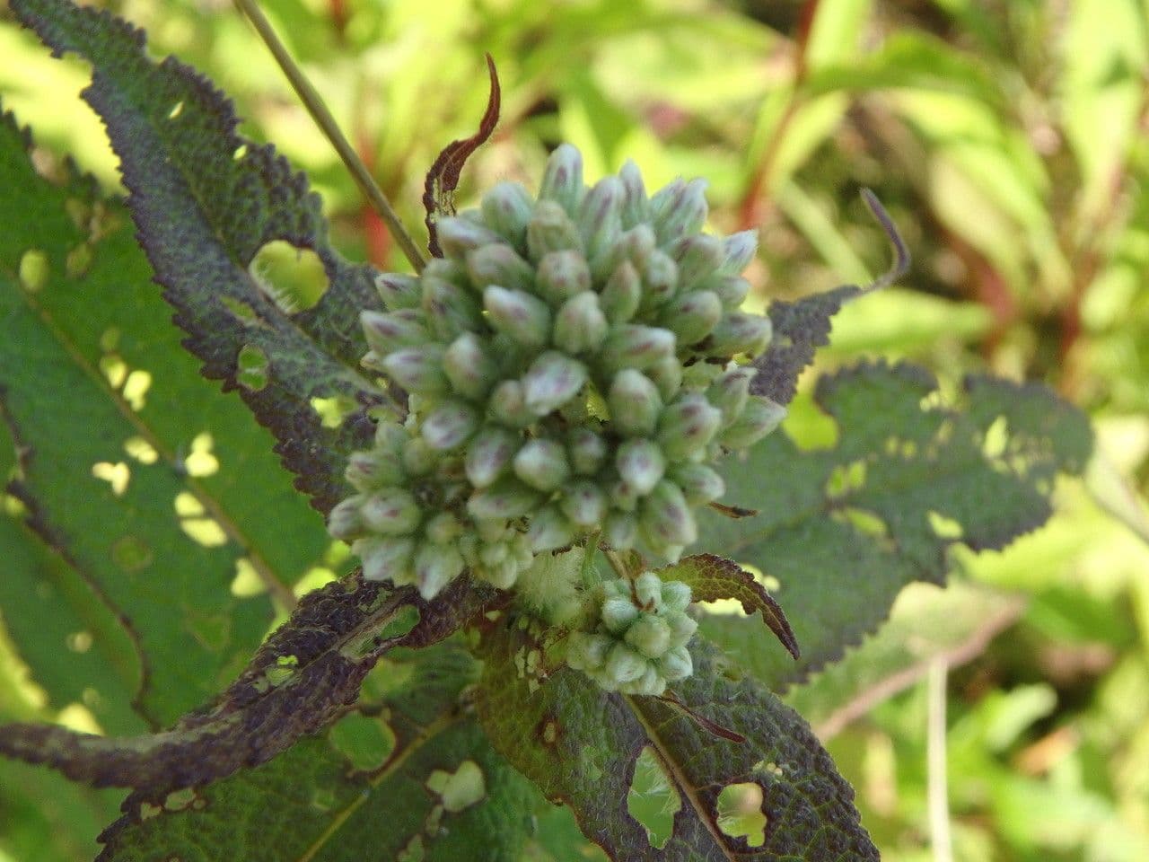 Eupatorio 4