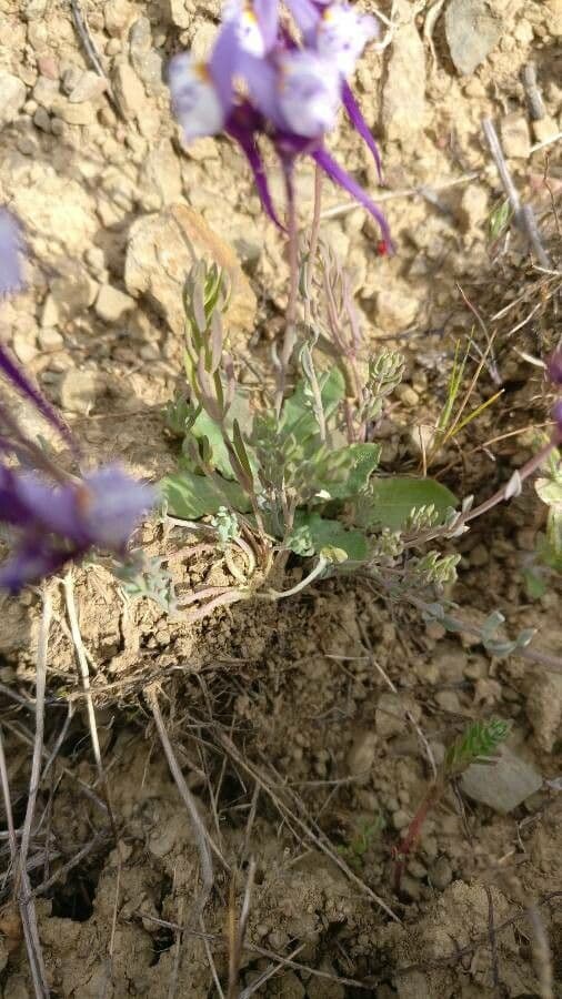 Linaria ametista 12