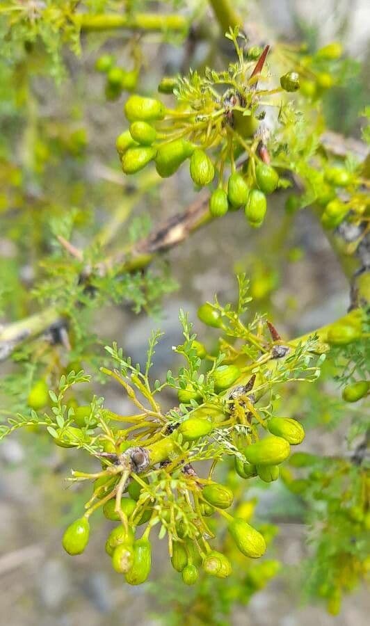 Parkinsonia praecox 18
