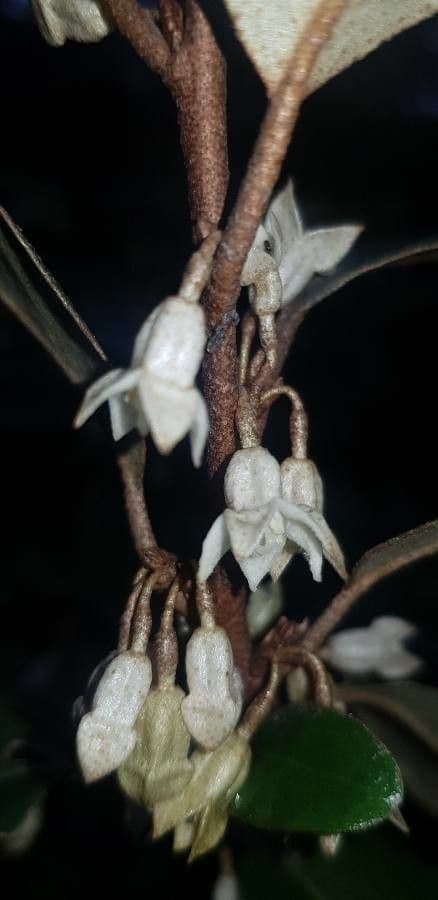 Elaeagnus 10
