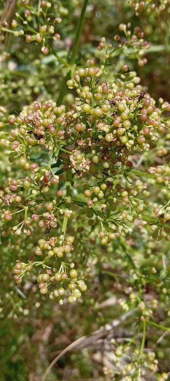 Caglio tirolese 3