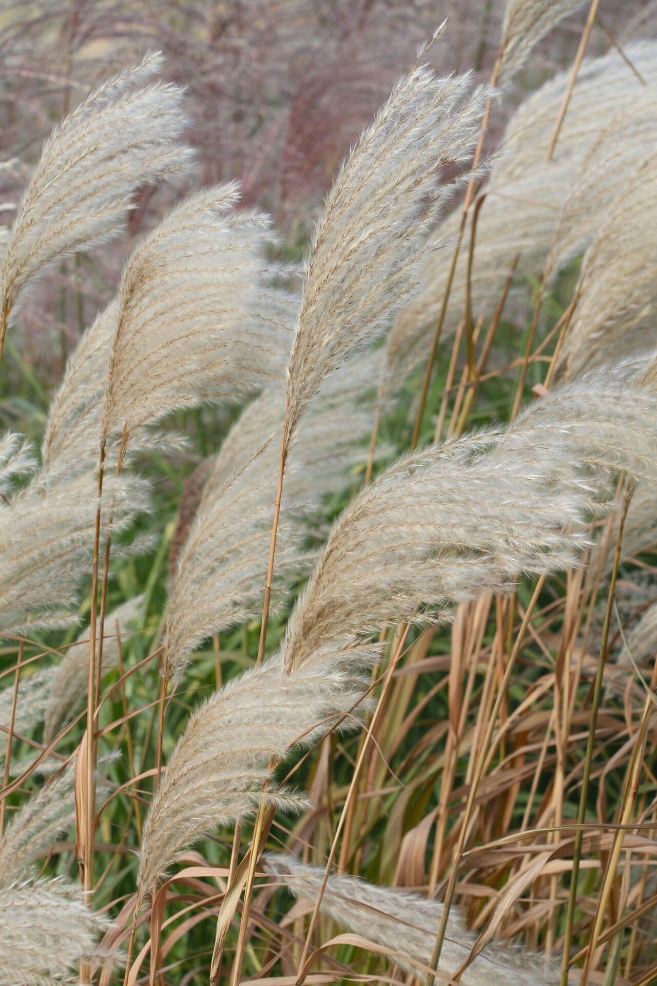 Miscanthus