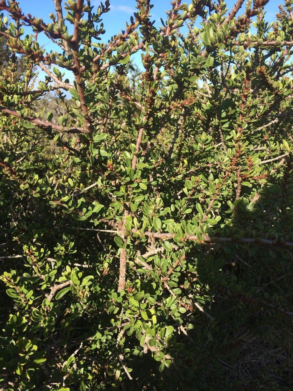 Ceanothus 13