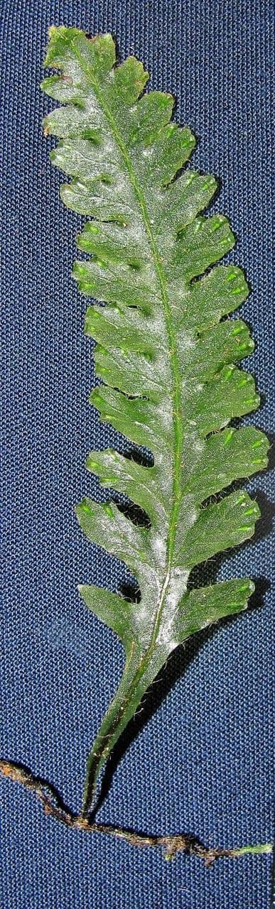 Trichomanes polypodioides 3