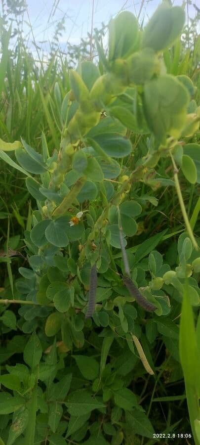 Chamaecrista rotundifolia 13