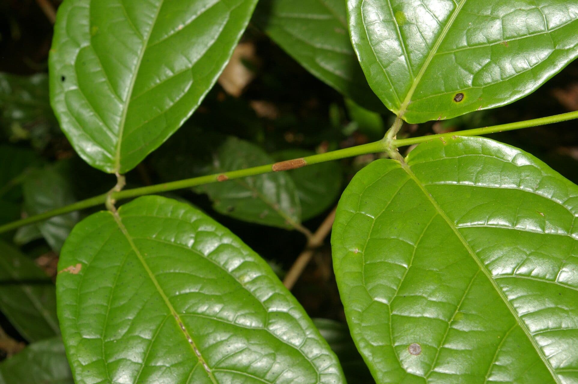 Glicophyllum 4
