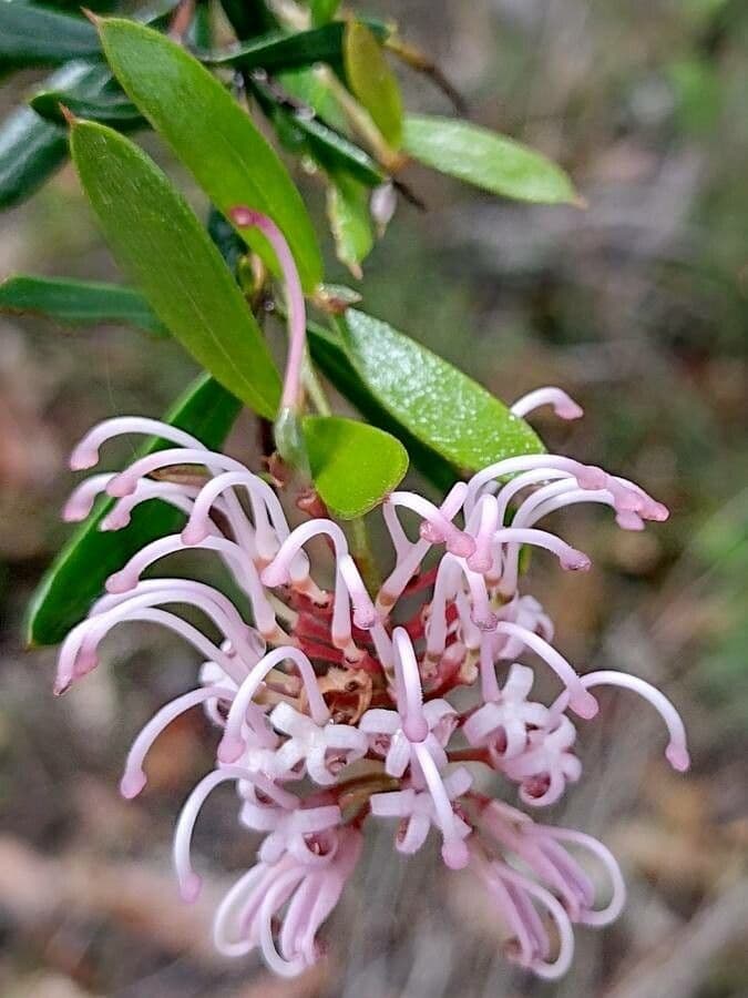 Grevillea sericea 3