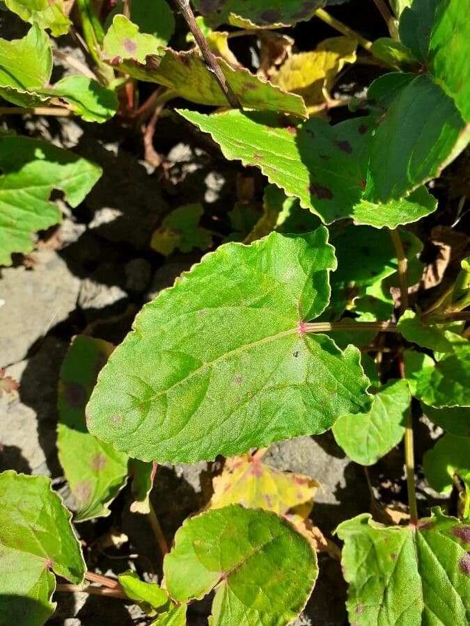 Rumex maderensis 13
