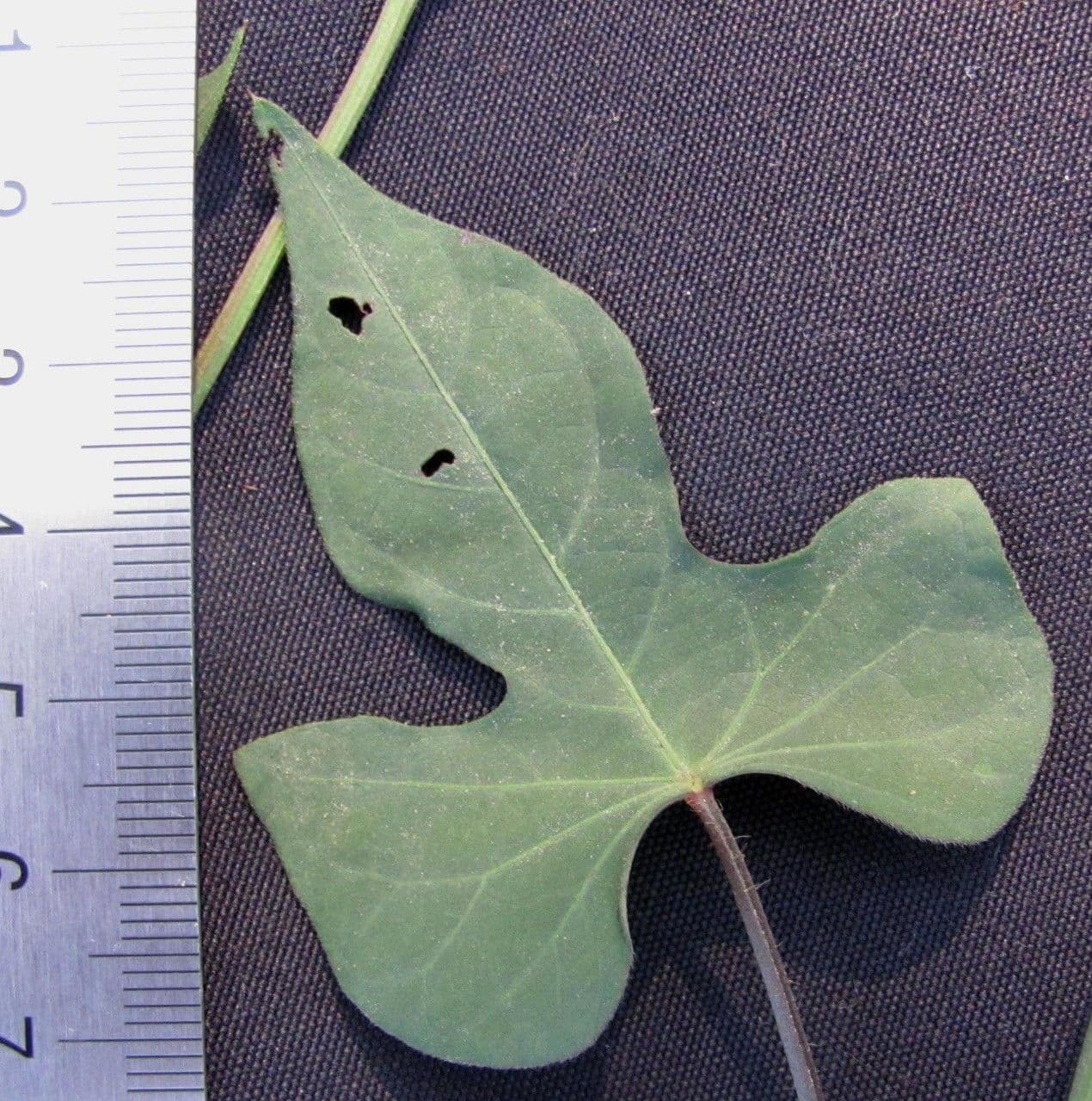 Ipomoea trifida 21