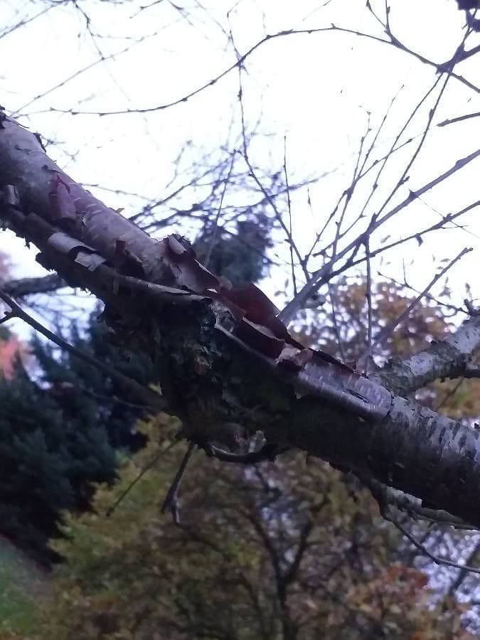 Betulla nera asiatica 5
