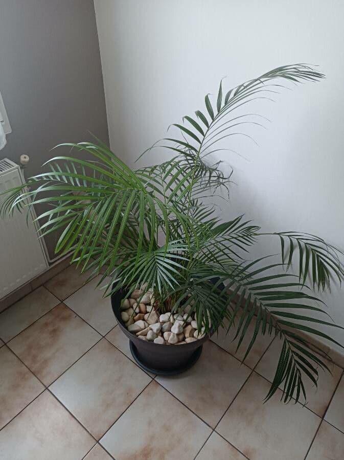 Areca dorée 6
