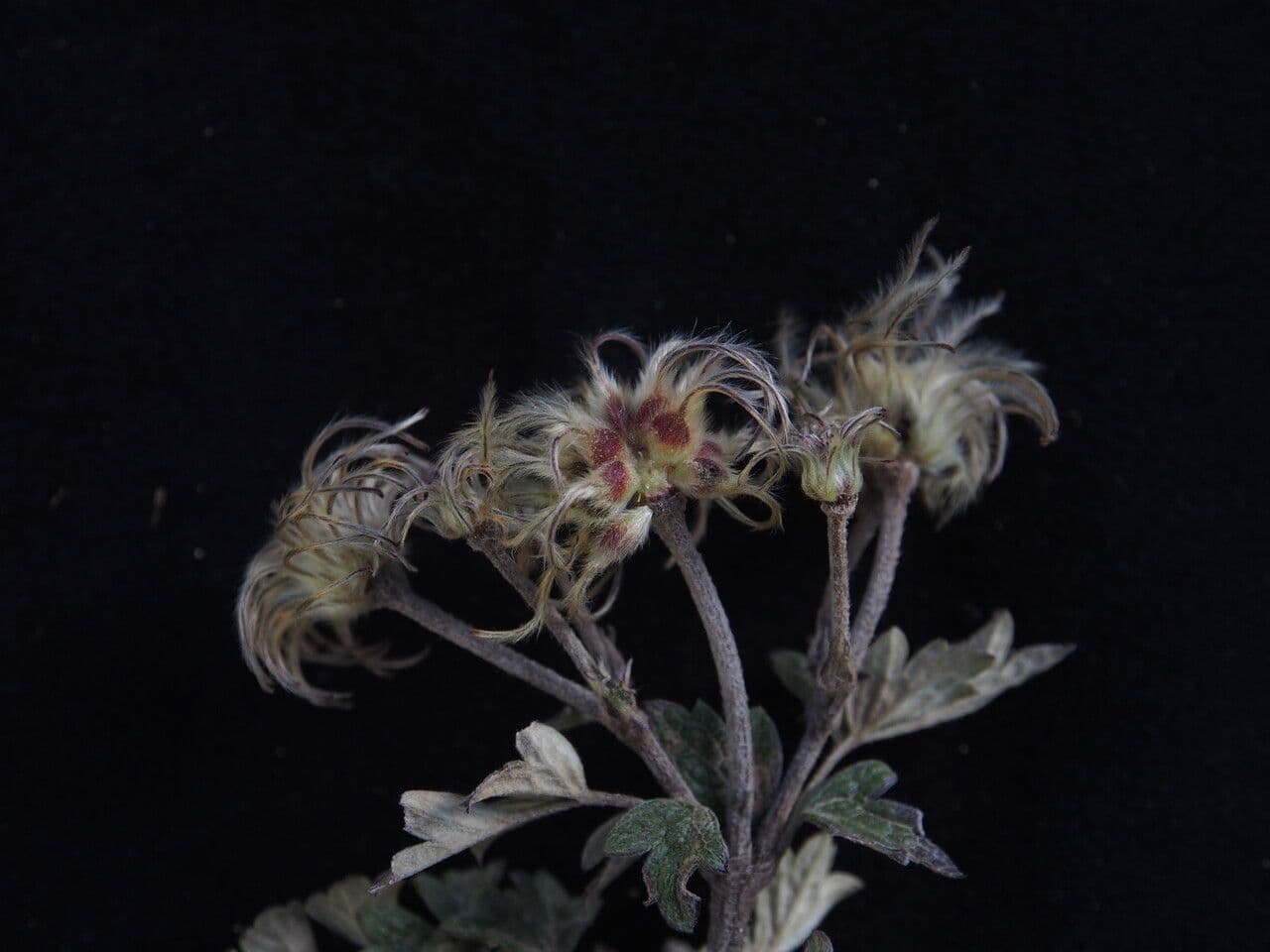 Clematis 7