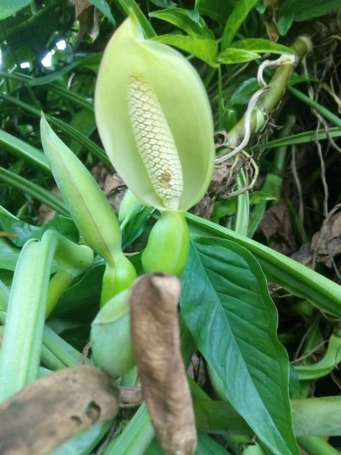 Syngonium 2