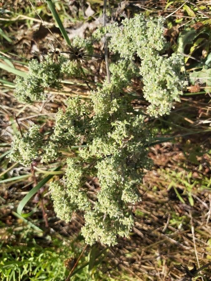 Herniaria hirsuta 16