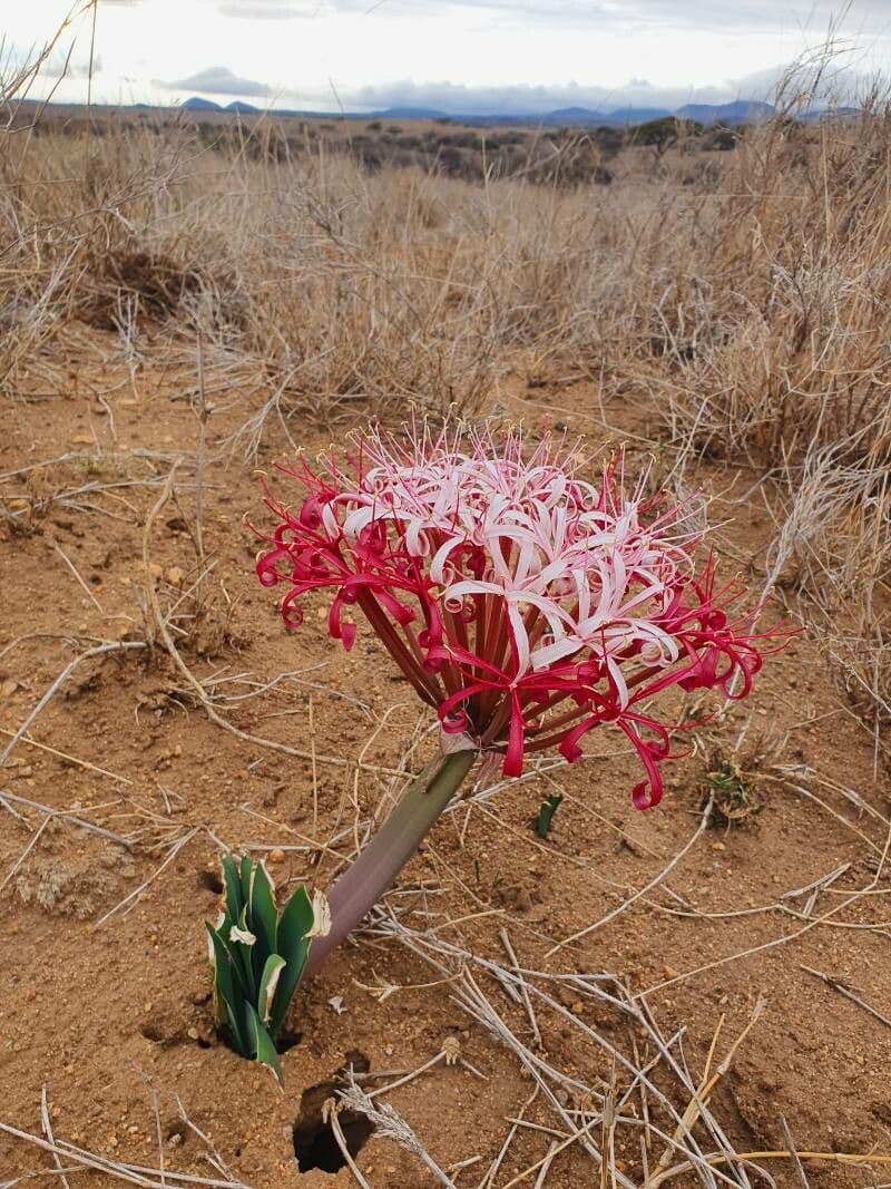 Ammocharis 6